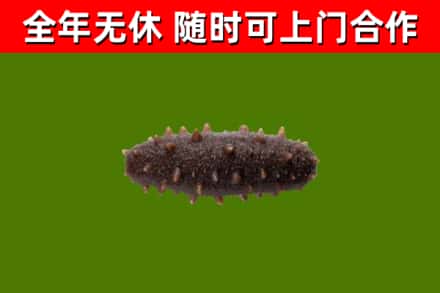 内江烟酒回收干海参.jpg